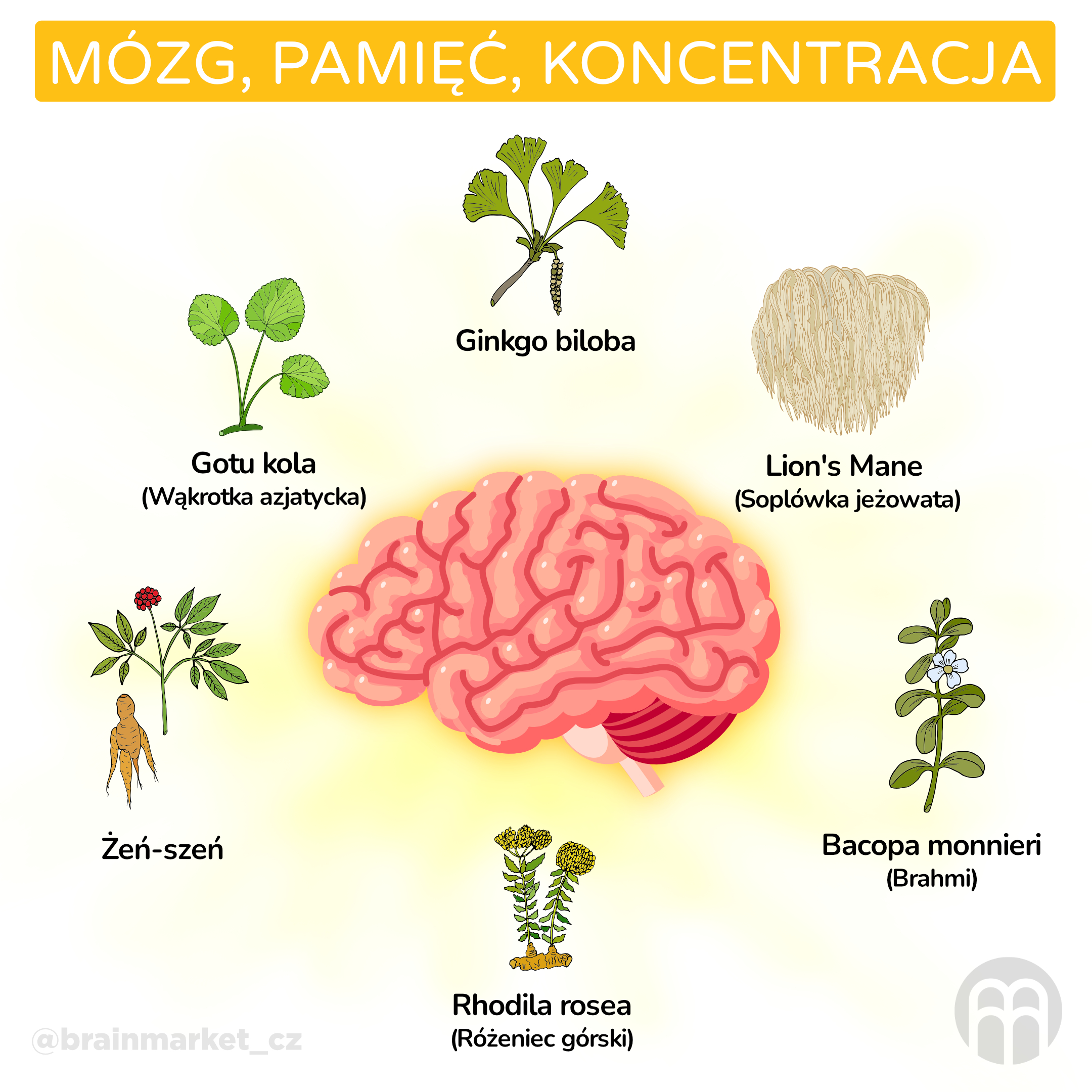 Mozek, paměť, koncentrace_infografika_pl